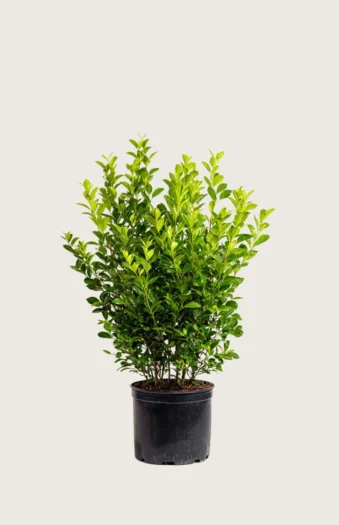 Liguster liga 60cm Vel forgrenet | Plantinavia