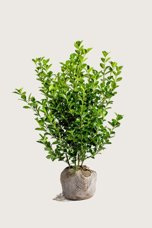 Liguster liga 125cm Forgrenet | Plantinavia