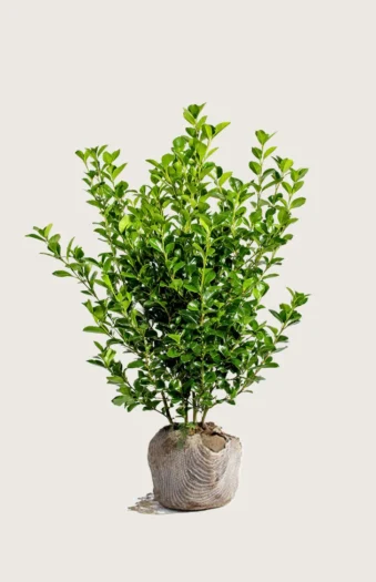 Liguster liga 150cm Forgrenet | Plantinavia