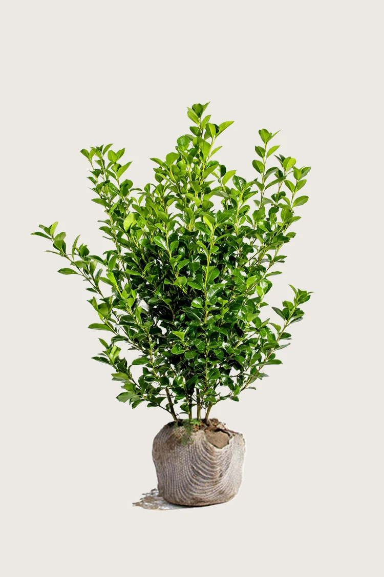 Liguster liga 150cm Forgrenet | Plantinavia