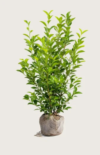 Liguster liga 200cm Forgrenet | Plantinavia