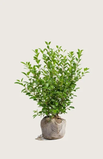 Liguster liga 80cm Forgrenet | Plantinavia