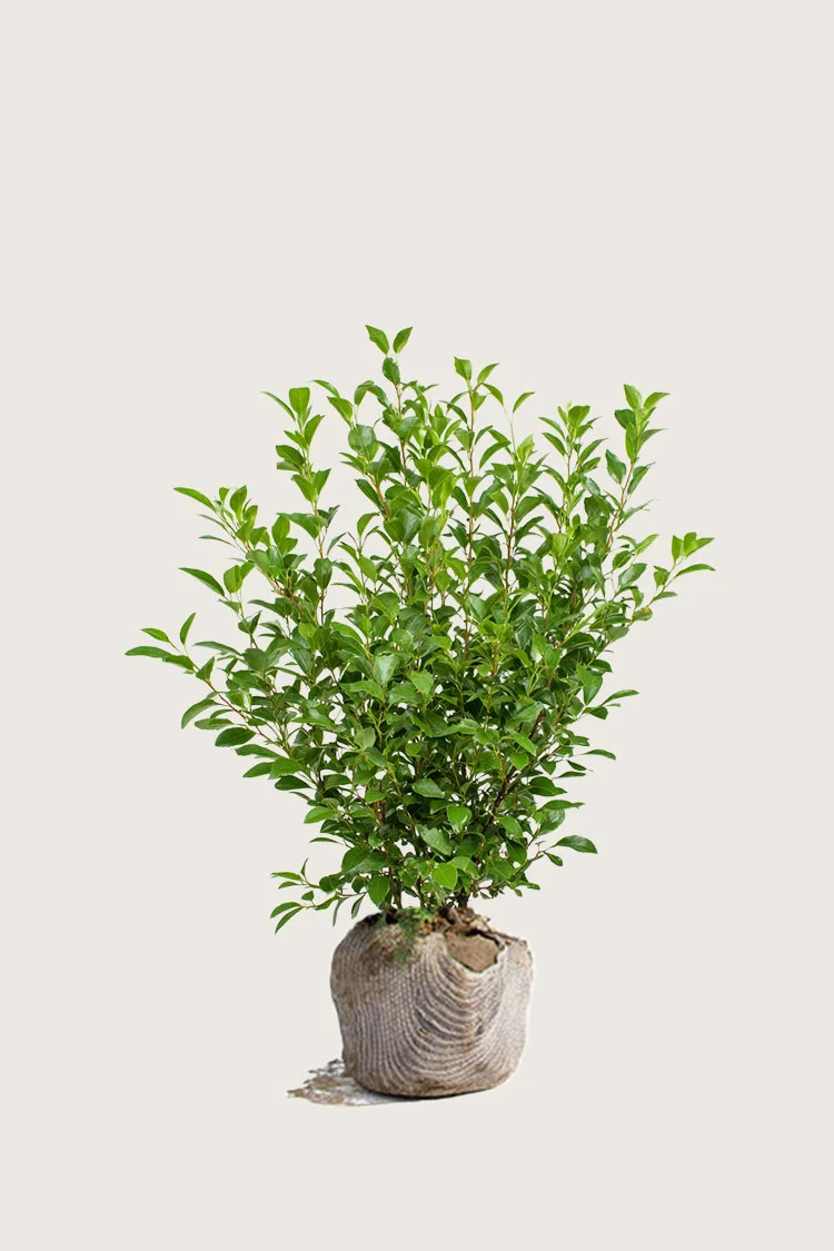 Liguster liga 80cm Forgrenet | Plantinavia