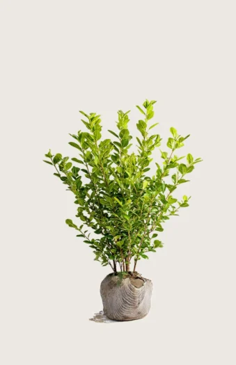 Liguster liga 100cm Outlet | Plantinavia