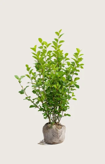 Liguster liga 125cm Outlet | Plantinavia