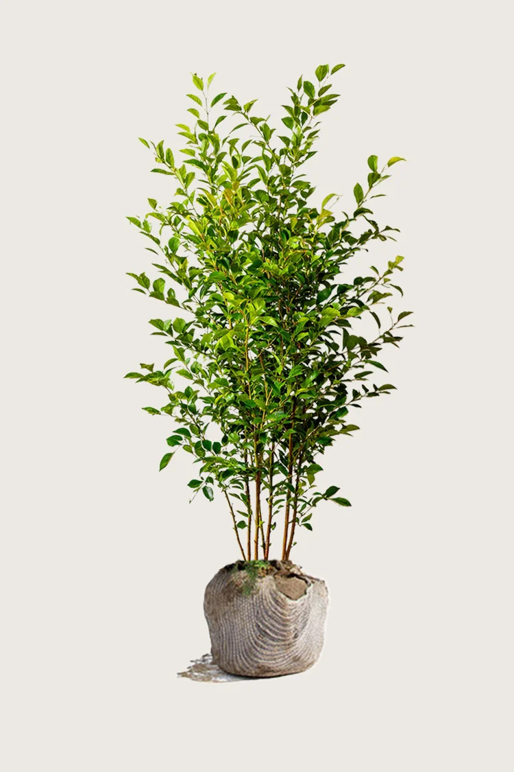 Liguster liga 225cm Outlet | Plantinavia