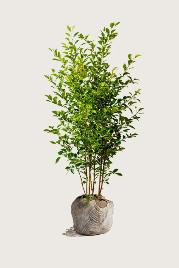 Liguster liga 250cm Outlet | Plantinavia
