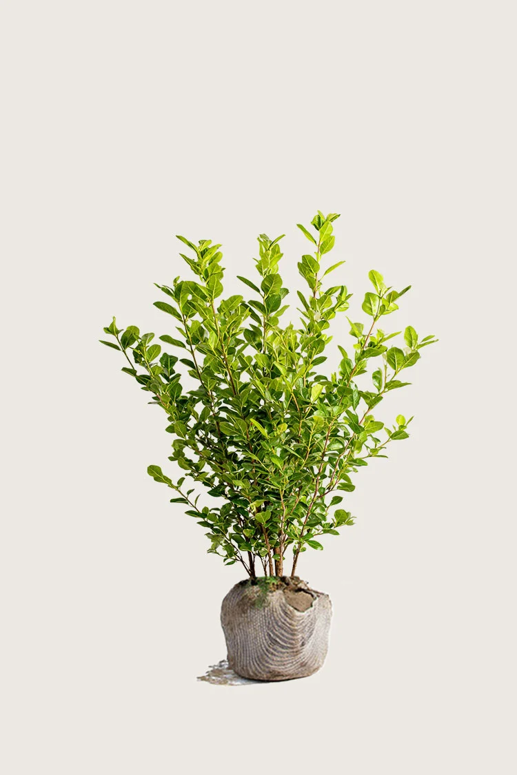 Liguster liga 80cm Outlet | Plantinavia