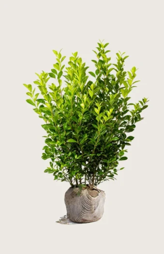 Liguster liga 175cm Vel forgrenet | Plantinavia