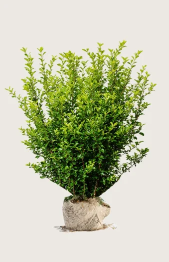 Liguster liga 300cm Vel forgrenet | Plantinavia