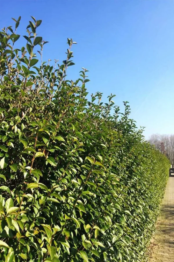 Stedsegrøn Liguster