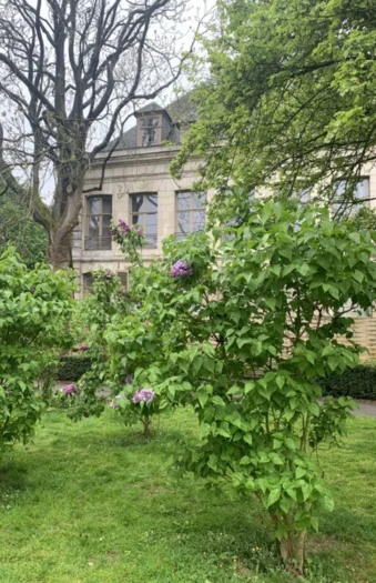 Lilla Syren 150cm Vel forgrenet | Plantinavia