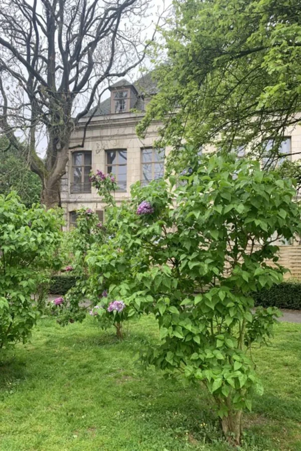 Lilla Syren 200cm Vel forgrenet | Plantinavia