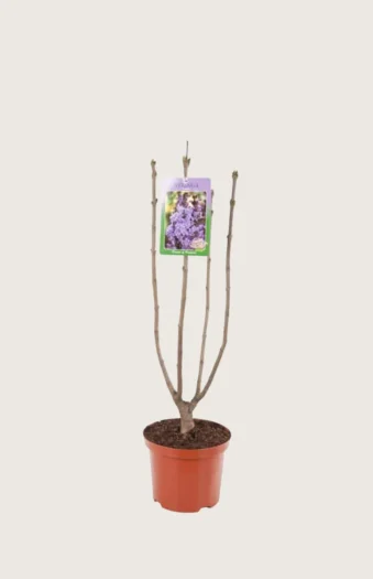 Lilla Syren 60cm Forgrenet | Plantinavia