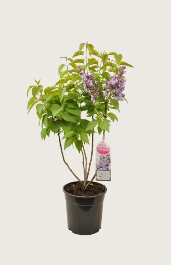 Lilla Syren 125cm Vel forgrenet | Plantinavia