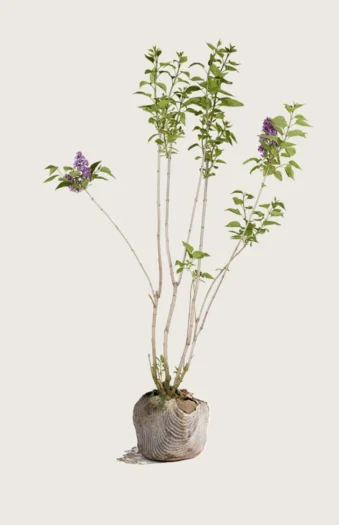 Lilla Syren 100cm Vel forgrenet | Plantinavia
