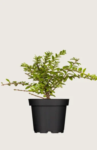 Myrtegedeblad 20cm Vel forgrenet | Plantinavia