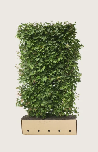 Navr 150cm Vel forgrenet | Plantinavia