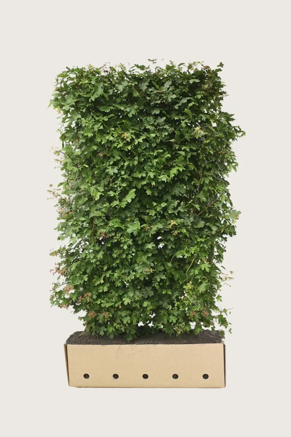 Navr 150cm Vel forgrenet | Plantinavia