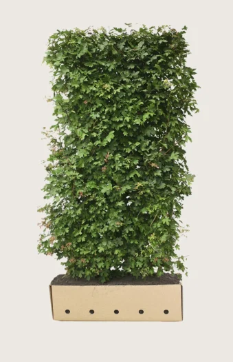 Navr 200cm Vel forgrenet | Plantinavia