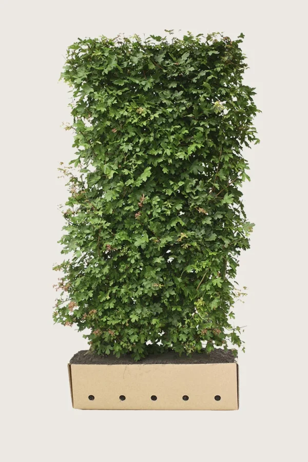 Navr 200cm Vel forgrenet | Plantinavia