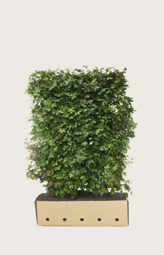 Navr 80cm Vel forgrenet | Plantinavia