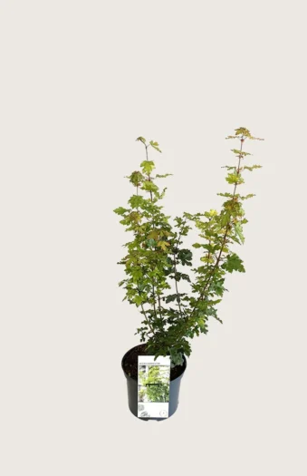 Navr 100cm Forgrenet | Plantinavia