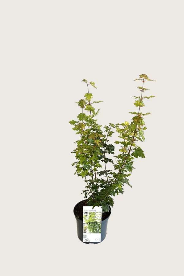 Navr 100cm Forgrenet | Plantinavia