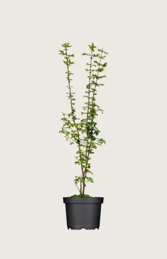 Navr 175cm Forgrenet | Plantinavia