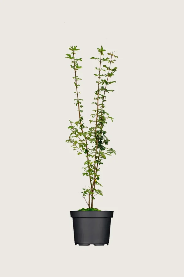 Navr 200cm Forgrenet | Plantinavia