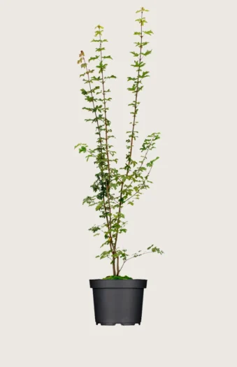 Navr 225cm Forgrenet | Plantinavia