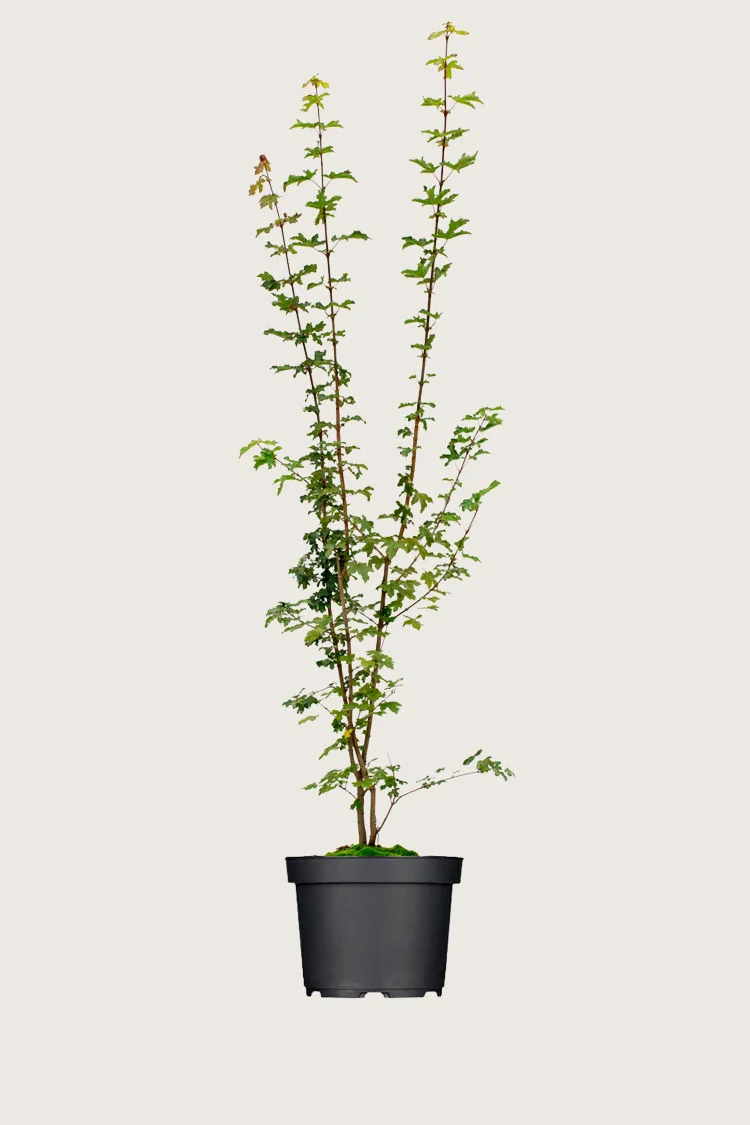 Navr 250cm Forgrenet | Plantinavia