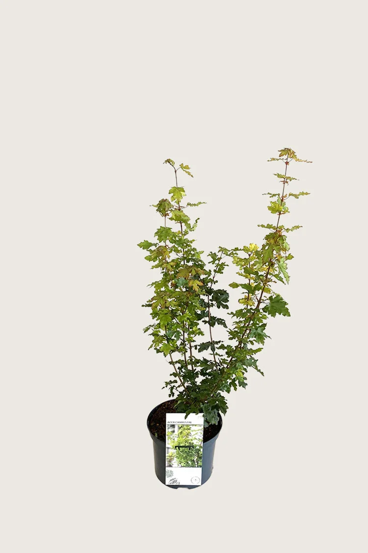 Navr 60cm Forgrenet | Plantinavia