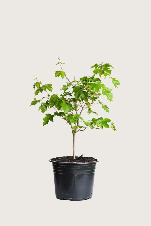 Navr 100cm Outlet | Plantinavia