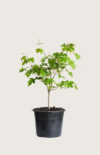 Navr 80cm Outlet | Plantinavia