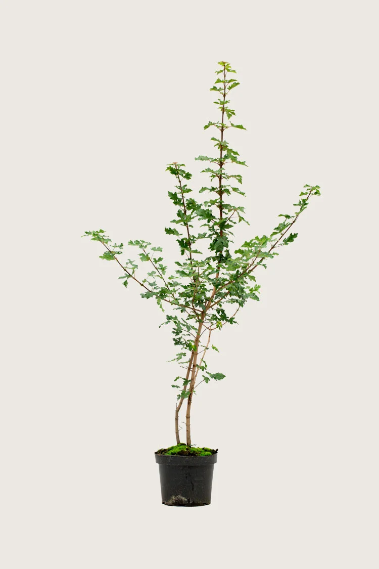 Navr 250cm Vel forgrenet | Plantinavia