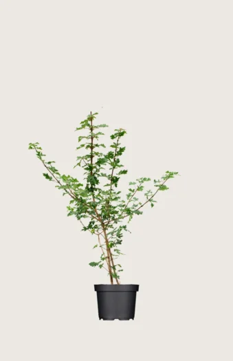 Navr 80cm Vel forgrenet | Plantinavia