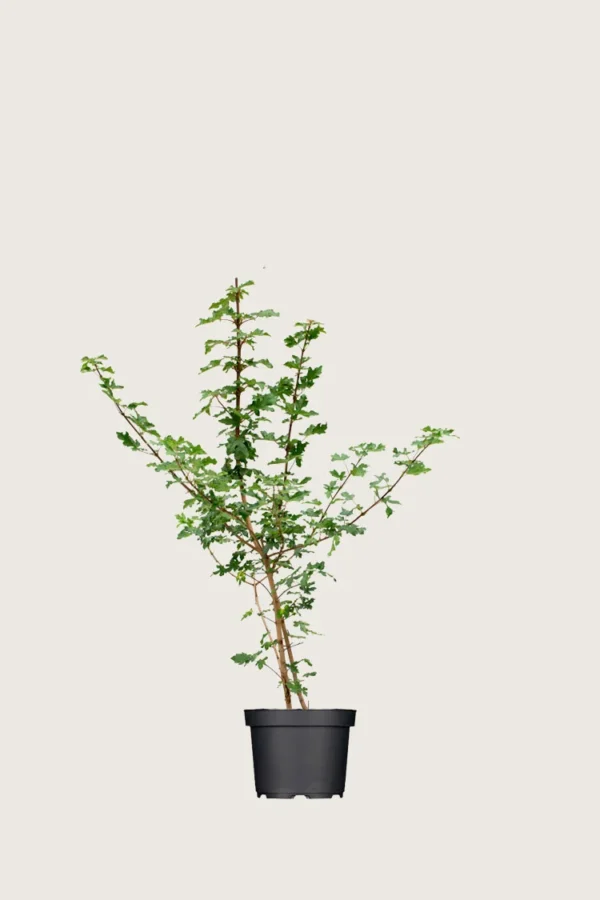 Navr 80cm Vel forgrenet | Plantinavia