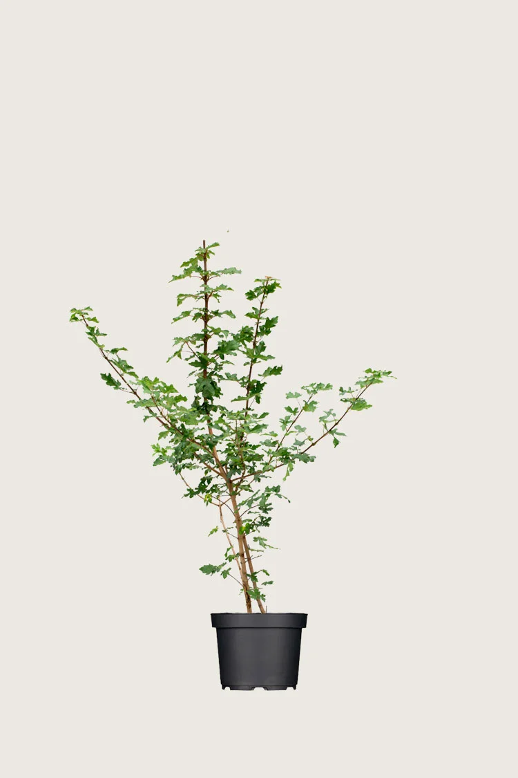 Navr 80cm Vel forgrenet | Plantinavia
