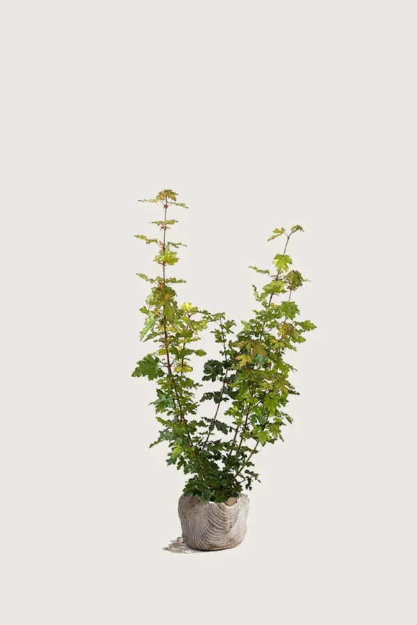 Navr 100cm Forgrenet | Plantinavia