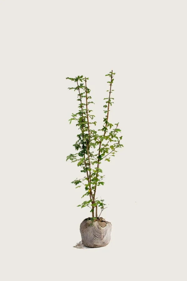 Navr 175cm Forgrenet | Plantinavia