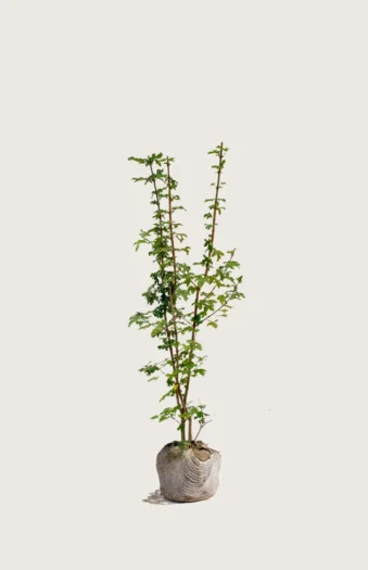 Navr 200cm Forgrenet | Plantinavia