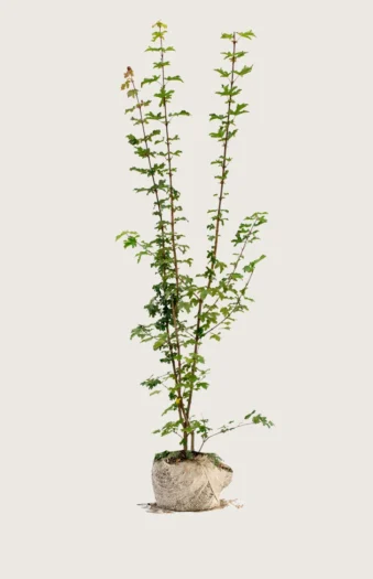 Navr 225cm Forgrenet | Plantinavia