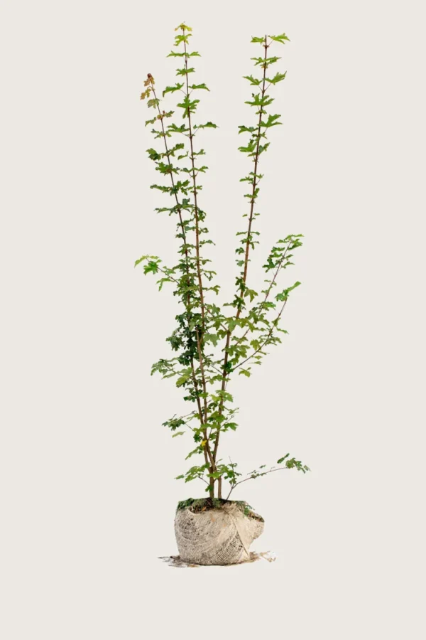 Navr 300cm Forgrenet | Plantinavia