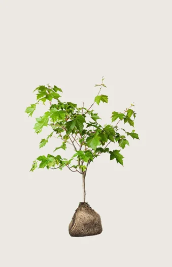 Navr 100cm Outlet | Plantinavia