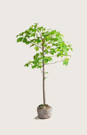 Navr 150cm Outlet | Plantinavia