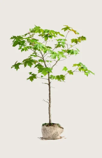 Navr 225cm Outlet | Plantinavia