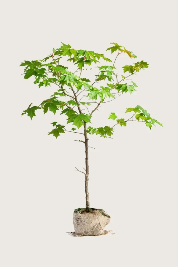 Navr 225cm Outlet | Plantinavia