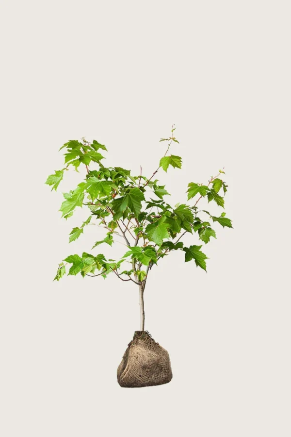 Navr 80cm Outlet | Plantinavia