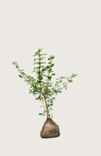 Navr 100cm Vel forgrenet | Plantinavia
